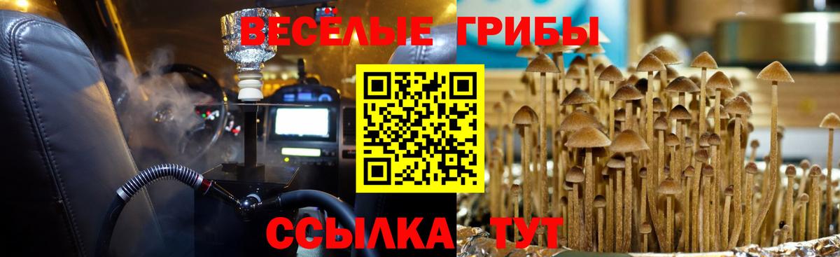 сколько стоит  Вход с VPN  Гулькевичи  Псилоцибиновые грибы Magic Shrooms 